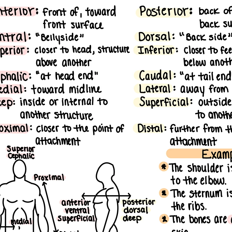 Anatomy and Physiology Terminology Study Guide Poster Art Prints Medical Educational Wall Pictures Office Decor Canvas Painting