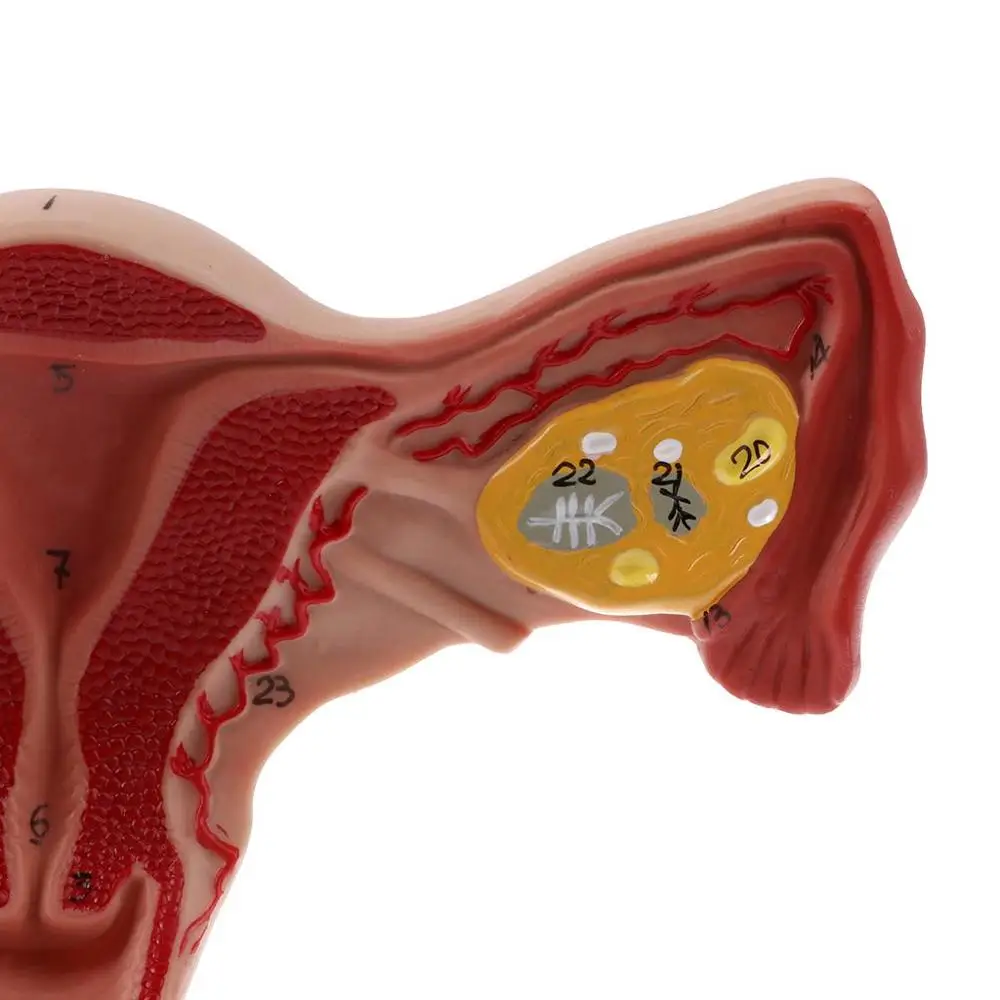 1:1 Human Female Uterus Ovary Fallopian Tubes Model Anatomical Human Anatomy Model Medical Teaching Tools