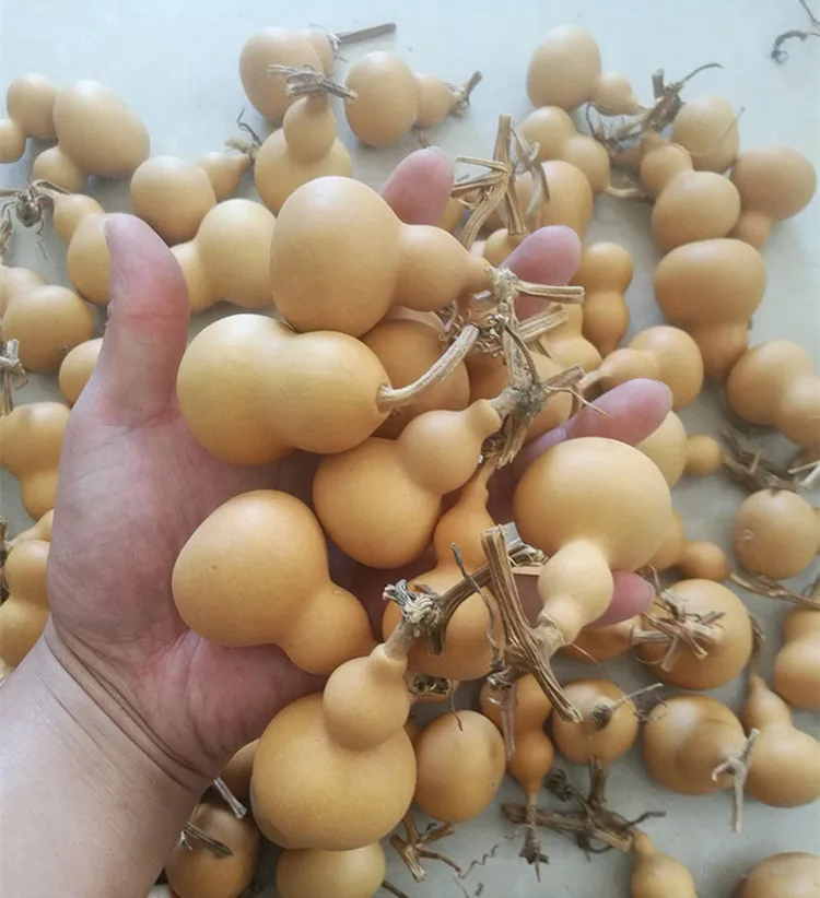 Mini Natural Dry Gourds, Small Calabash Gourd, Fengshui, Bagua, Hulu, Dried Lagenaria, Siceraria