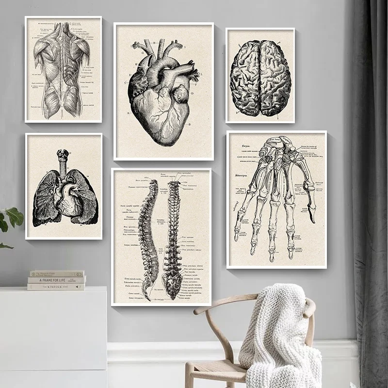 Vintage Human Anatomy Artwork Medical Wall Picture Muscle Skeleton Poster Canvas Art Print Education Hospital Pharmacy Paintings