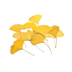 Natural Pressed Dried Yellow Ginkgo Leaves DIY Crafts Bookmark Scrapbooking Card Making home decoration accessories