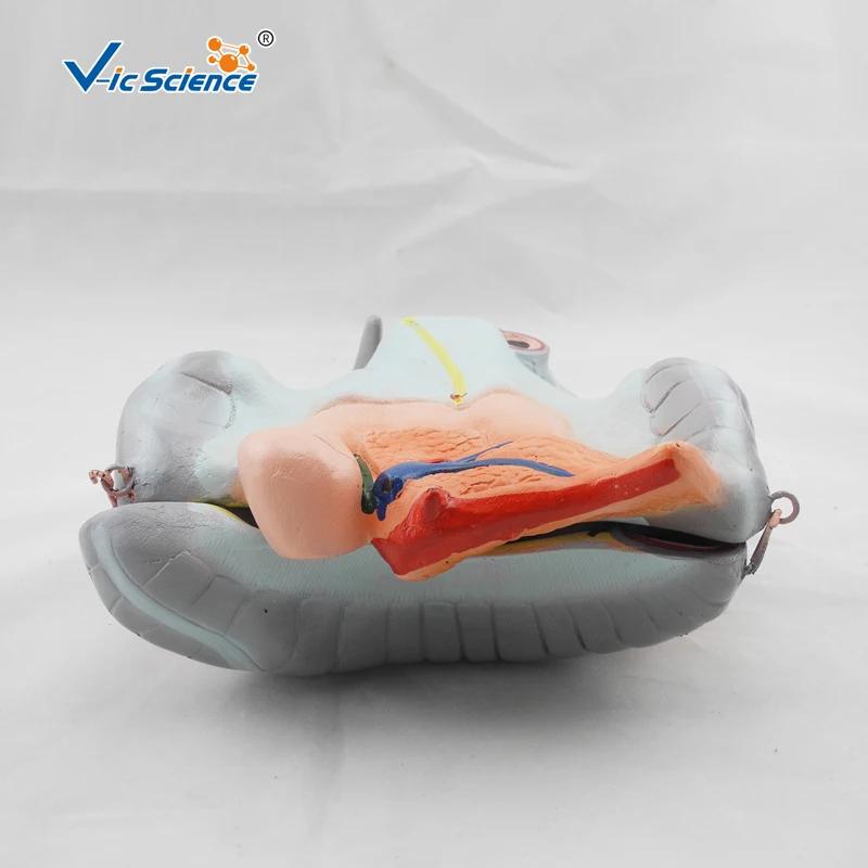 Modelo anatômico de colônia avançada, ileu e jejunum