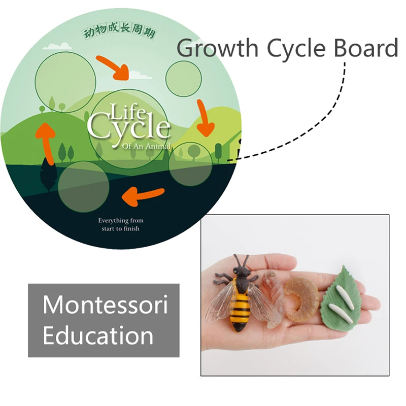 Simulation Life Cycle Animals Model Montessori Toy Children Insect Plant Growth Cycle Biology Science Open-Ended Educational Toy