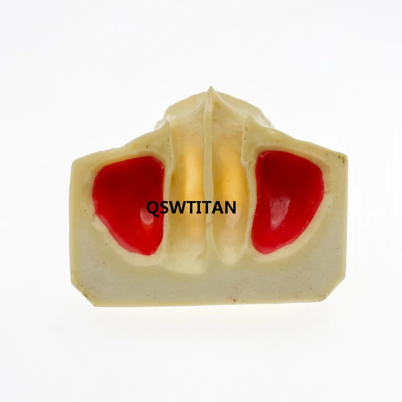 Dental Sinus Lift Practice Teeth Model Typodont Study Model Demonstration teaching tooth model