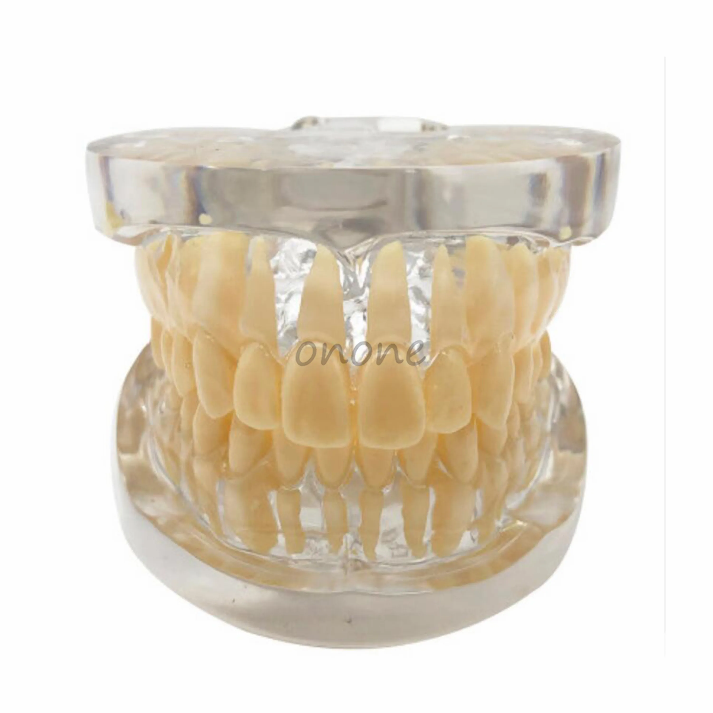 

1pcs Good Quality Dental Typodont Teeth Model Standard Teeth Model 28pcs Teeth Dentist Student Learning Mode