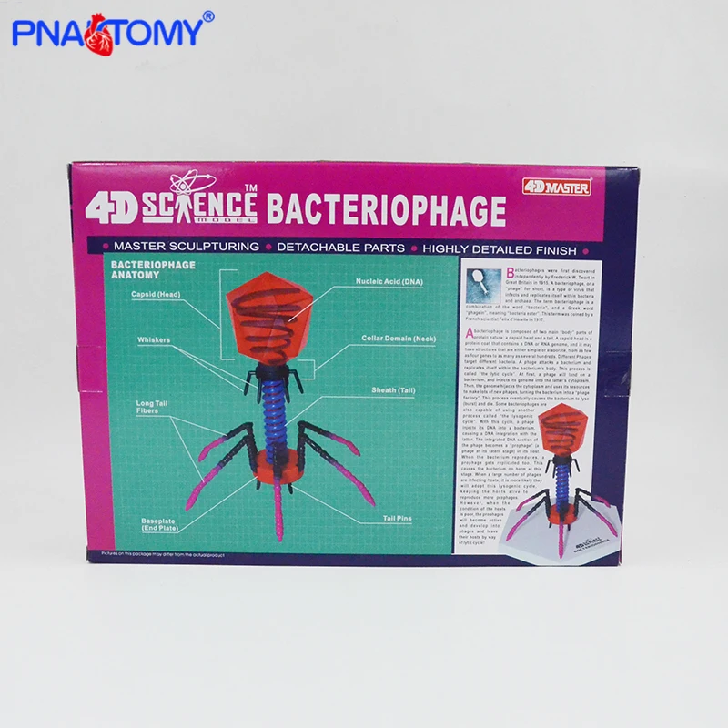 Bacteriophage-modelo de anatomía del Virus, rompecabezas, Prototios desmontables, equipo educativo biológico DIY con Manual 4D MASTER