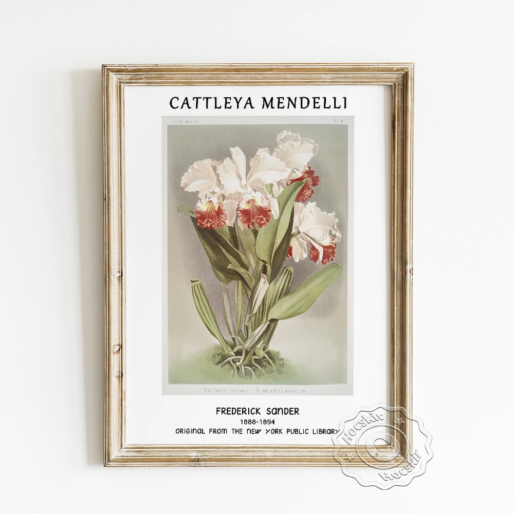

Frederick Sander Exhibition Museum Poster, Duke Of Marlborough From Reichenbachia Orchids Art Prints, Cattleya Mendelli Decor