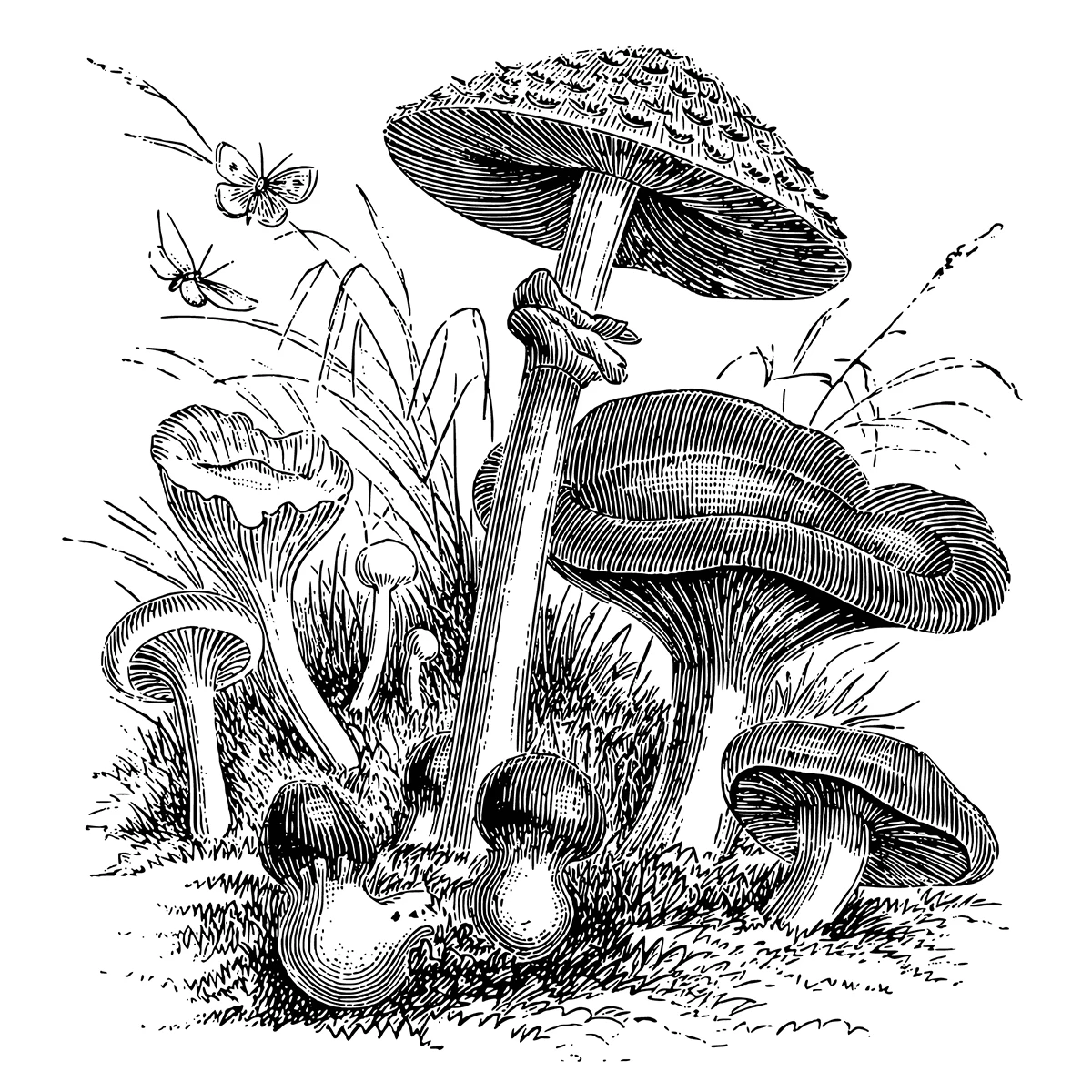 Vintage Wild Mushro…