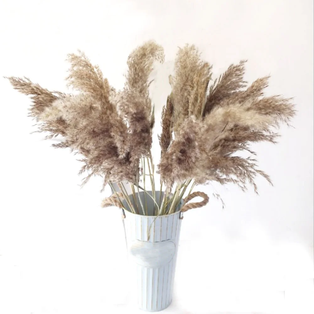 

20 Pcs Dried plants pampas grass natural phragmites communis wedding flower bunch raw color