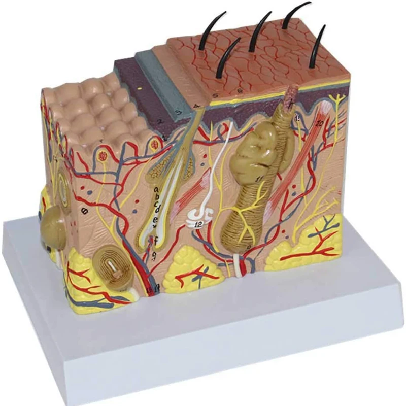 

35X 50X Human Skin Structure Anatomy Model Plastic Surgery Medical Science Teaching Resources Dropshipping