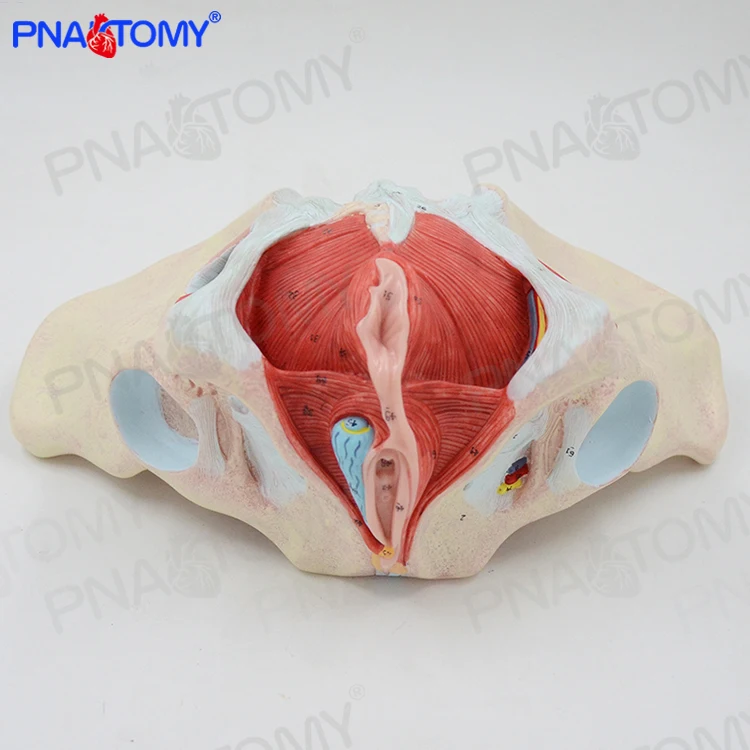 Female Pelvis Model with Pelvic Floor Muscles 1:1 Life Size Human Skeleton Medical Sciences Educational Equipment Anatomical