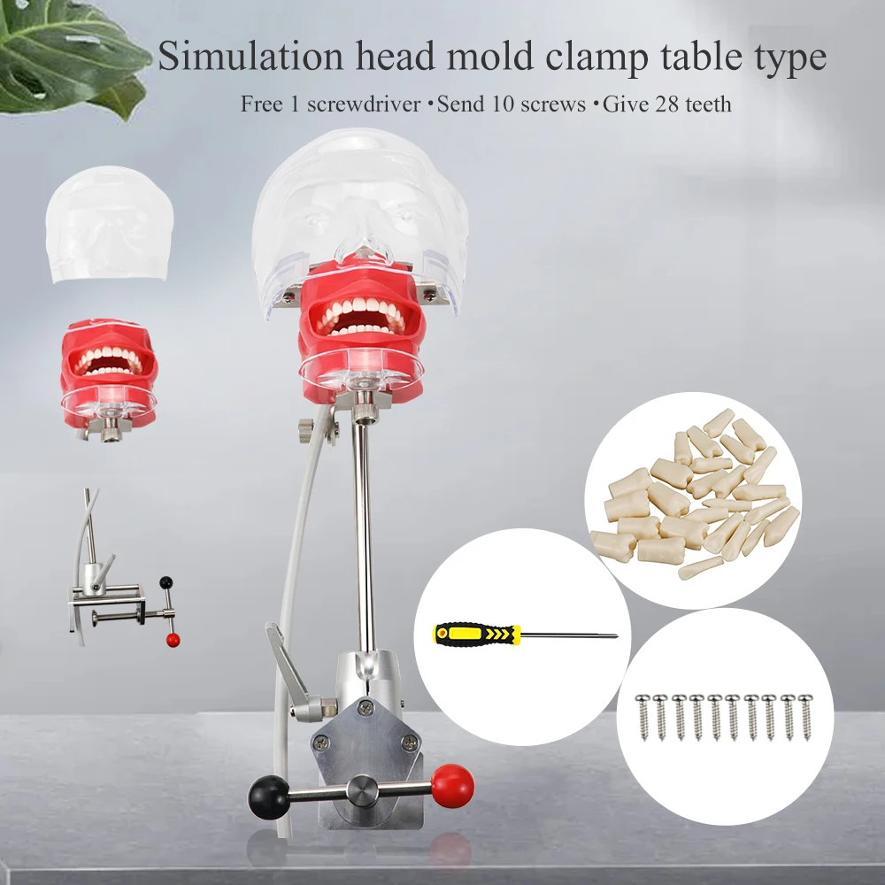 

Dental Simulator Nissin Manikin Phantom Dental Phantom Head Model with 28Pcs Teeth New Style Bench Mount For Dentist Education