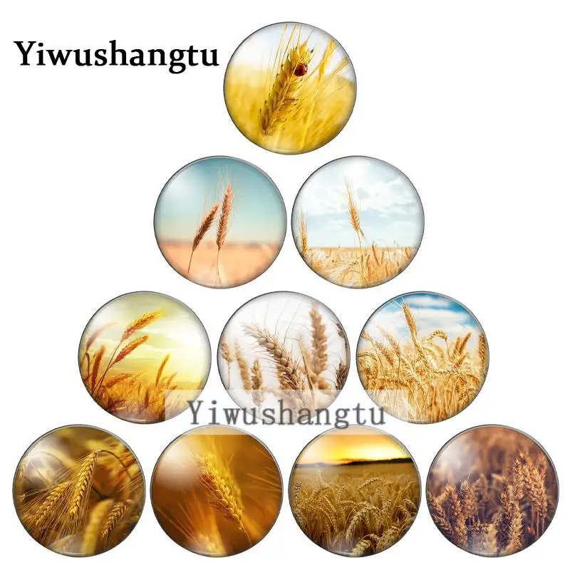 

New beauty Cornfield Wheat 8mm/10mm/12mm/18mm/20mm/25mm Round photo glass cabochon demo flat back Making findings ZB0543