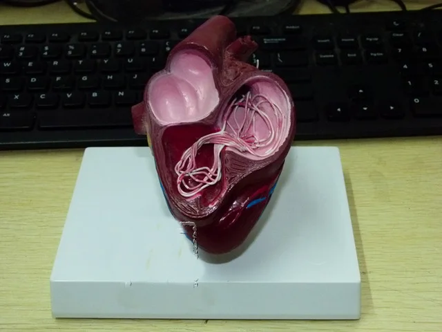 

Dog heart model canine cardiac pathology model dog anatomy model