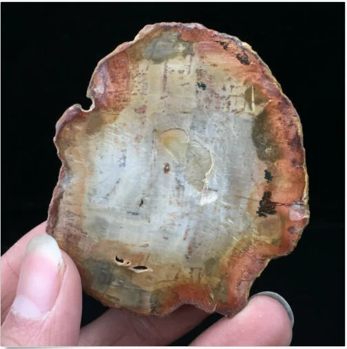 Natural Polished Microsection Petrified Wood Quartz Crystal Gift Healing 1PC
