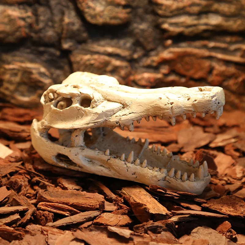 Crocodile dinosaur bone dodge house resin reptile habitat aquatic landscape simulation skull aquarium decoration