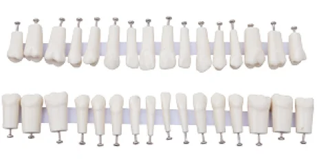 

Replacement teeth model with screw Permanent Teeth With Straight Roots