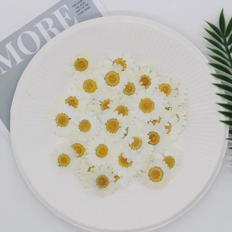 100Pcs Real Natural Dried Pressed Flowers White Daisy Pressed Flower for Resin Jewelry Nail Stickers Makeup Art Crafts