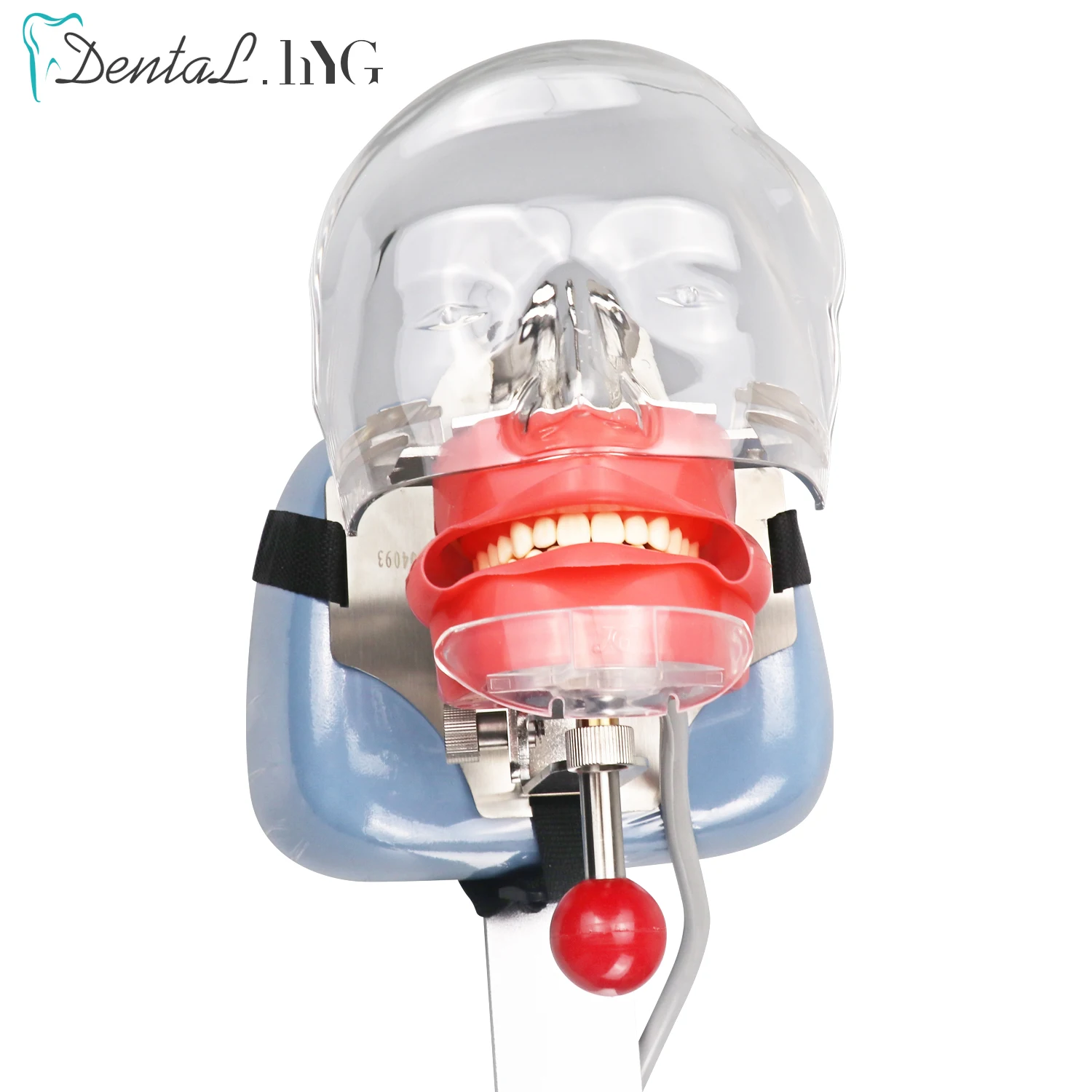 Simple Head Model Dental Simulator Phantom Head for Dentist Education Dentist Teaching /Head Model Phantom for Training Apparatu