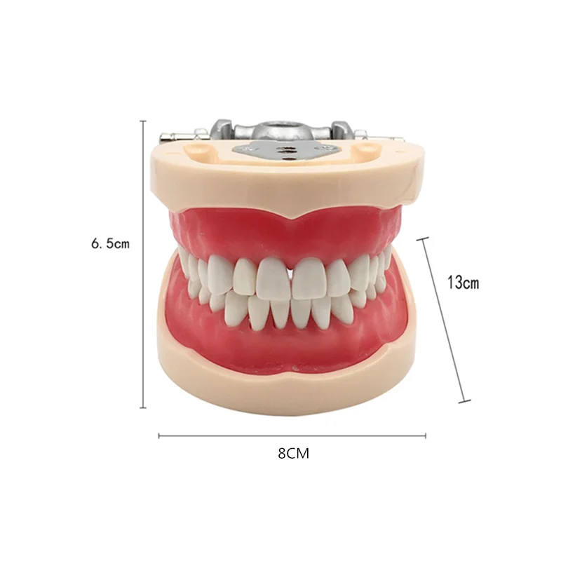 Tandheelkundige Model Tanden Model Voor Tandtechnicus Praktijk Training Gom Typodont Tanden Modellen Kaak Tandarts Studeren Onderwijs Product