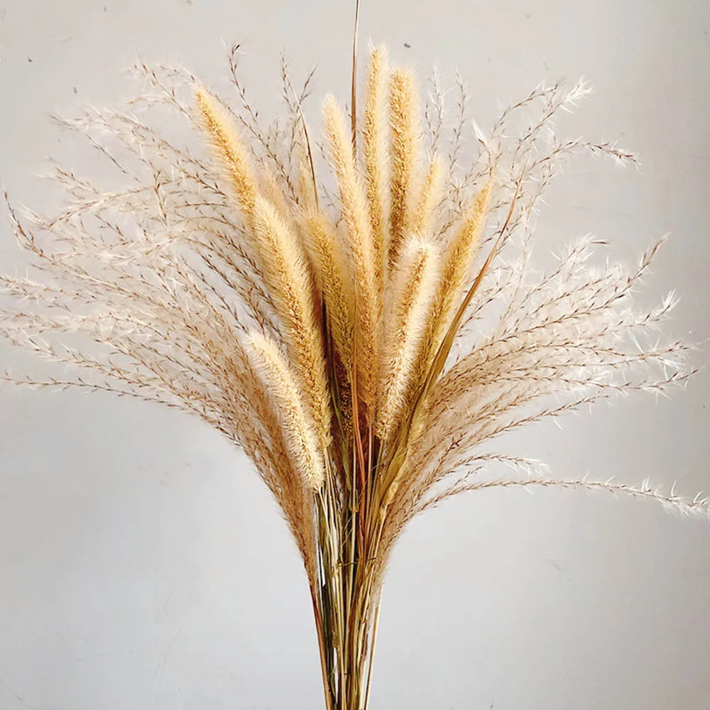 Natural Dried Flowers Bouquet Lagurus Ovatus Dog Rabbit Tail Grass Bunch Real Flower Pampas Grass for Home Wedding Decoration