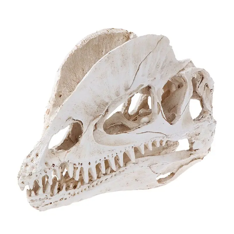 Dilophosaurus Dinosaur Skull Resin Crafts for Fossil Skeleton Teaching Model Hal