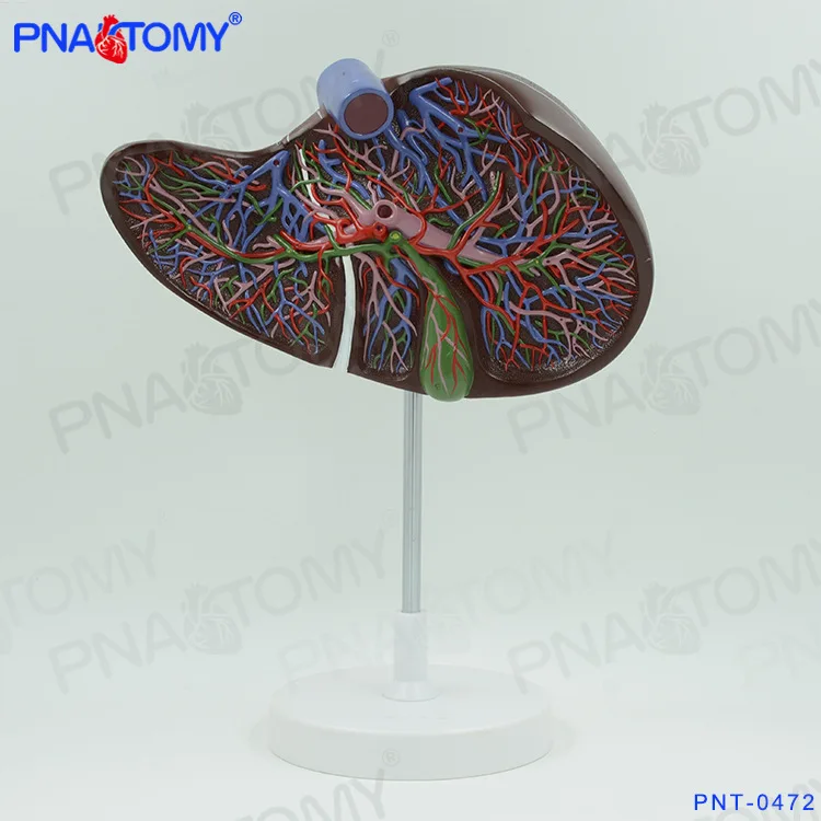 

1.5X Life Sized Human Liver Gallbladder Vessel Anatomical Model Medical Specimen of Hepatobiliary Department Digestive Surgery