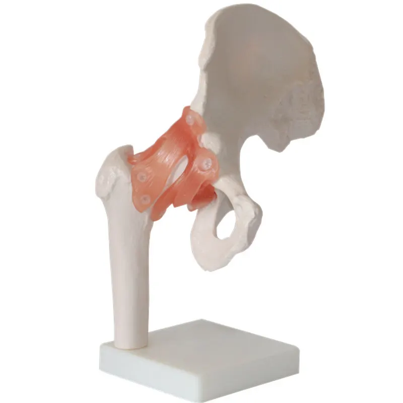 1:1 Life Size Human Hip Joint Ligament Anatomy Model Medical Teaching Supplies