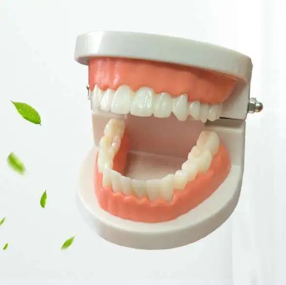 

Tooth model denture oral teaching children's toys kindergarten oral model ornaments tooth model