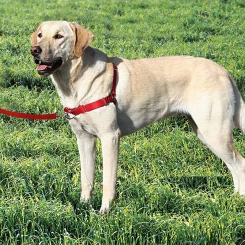 Pet Dog Harness Leash Sets Nylon Do Not Pull Front Lead For Pet Dog No Pull Harness Walking Easily 4 Colors Pet Product