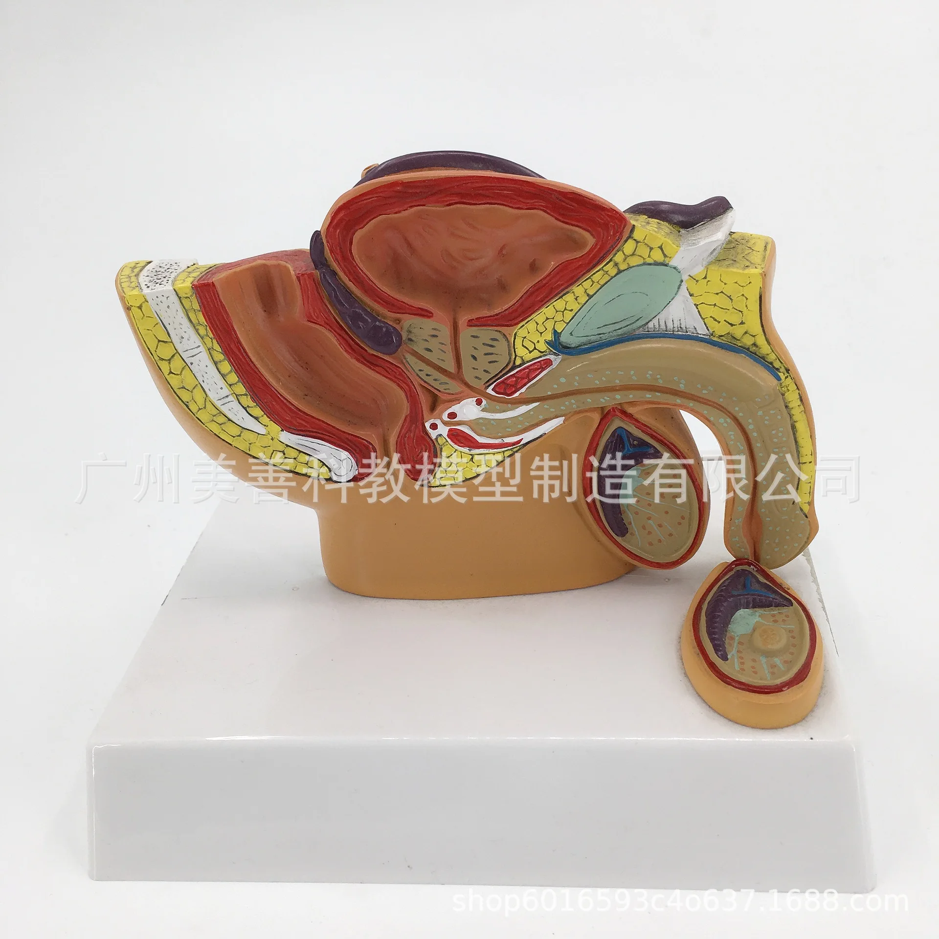 

1:2 Life-sized Human Female Male Pelvic Sagittal Section Testis Prostate Bladder Rectum Urinary System Model
