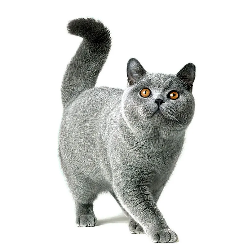 CM29 Lovely Cat Persian Cat Birman Bombay British Shorthair Burmese Wall Sticker For Home Decoration Car Sticker