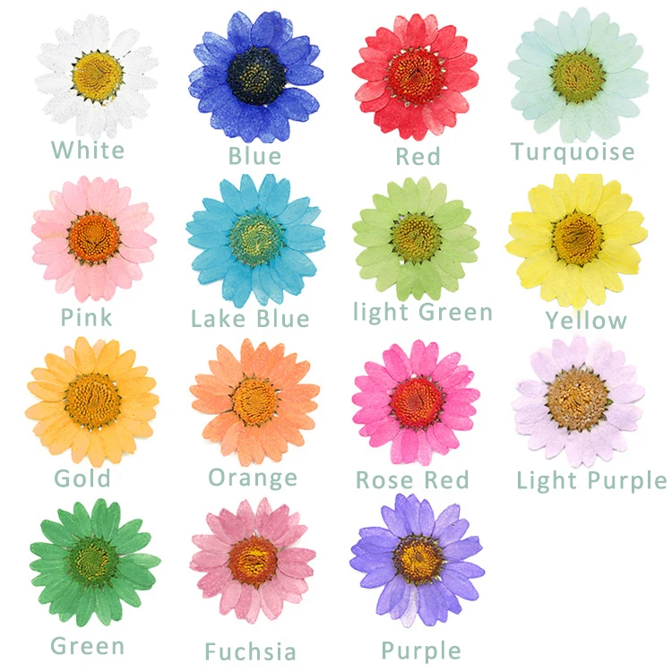 1080 pcs Pressed Press Dried Daisy Dry Flower Plants For Epoxy Resin Pendant Necklace Jewelry Making Craft DIY Accessories