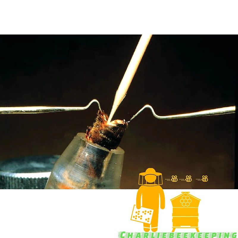 Einfaches und praktisches Gert zur knstlichen Befruchtung von  Bienenknigin, Honigbienen-Gert zur knstlichen Befruchtung,  Spiralantriebsspritze - AliExpress 15