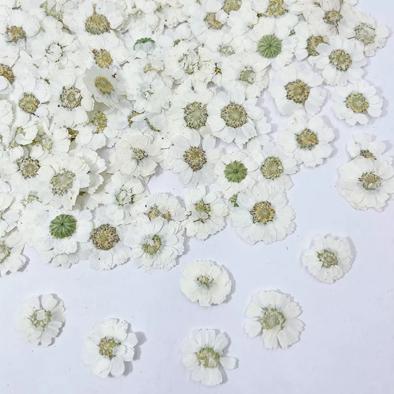 Pressed Small Daisy Hibiscus Flower,Dry Flower Petals,DIY Manual Glue Drop, Jewelry Phone Case,Nail Decor,1-2cm,100Pcs