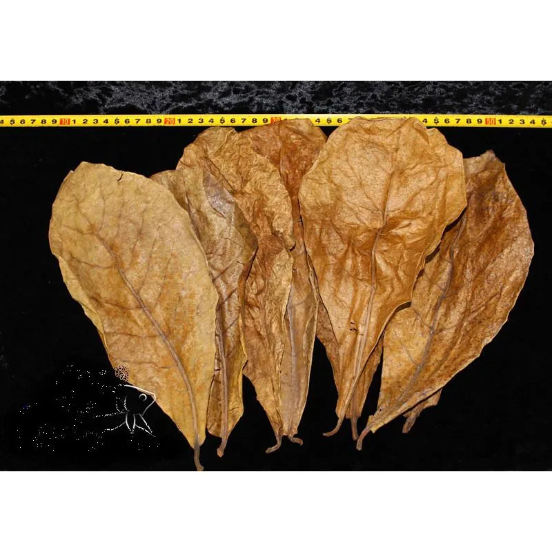 50pcs Nature Terminalia Catappa Foetida Almond Leaves Water Filter Aquarium Fish Tank Breeding Shrimp Snails Catfish Ornament