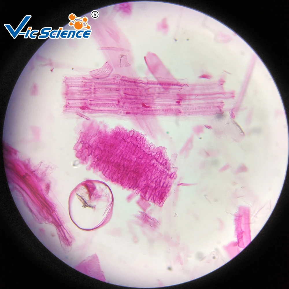 50PCS Biological section Microscope Prepared Slides for Teaching and Medical expriments
