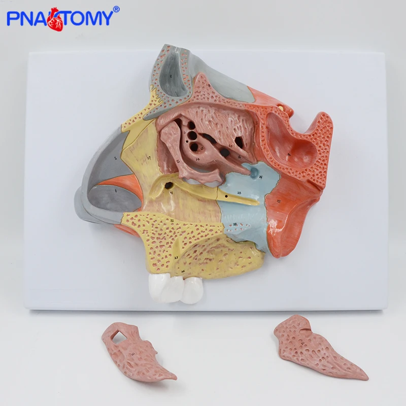 

Enlarged Human Nasal Cavity Model Nose Anatomical Model Educational Equipment Medical Science Anatomy Turbinate Bone Nose Bone