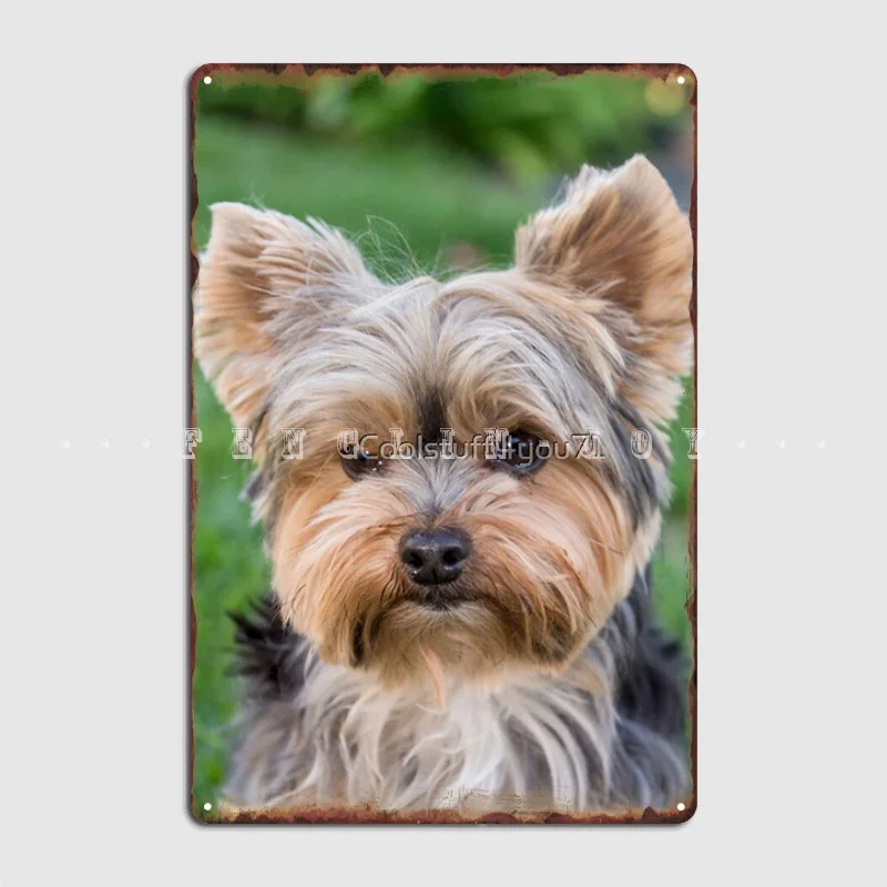 Yorkshire Terrier Dog Pets Dogs Cute Sweet Metal Sign Club Party Garage Club Customize Garage Decoration Tin Sign Posters