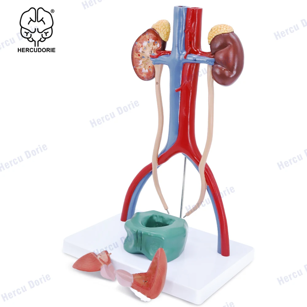 Scientific Anatomy Model of Male Urinary System | Urinary System Model is 13.5 Inches Tall | Features Kidneys with Adrenal Gland