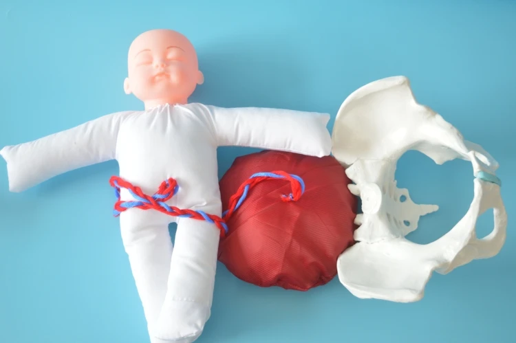 Human Delivery Demonstration Pelvis Teaching Anatomy Model Fetus Umbilical Cord Placenta Model