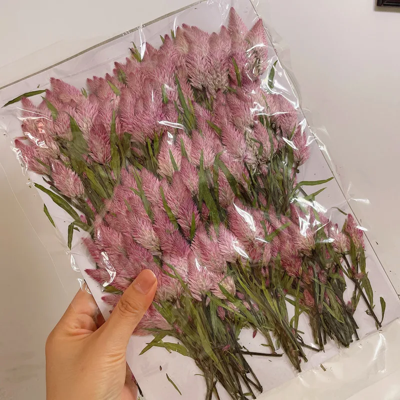 60pcs 건조 Celosia Cristata L. 줄기 꽃 식물 식물 표본 상자 쥬얼리 엽서 초대 카드 전화 케이스 책갈피 