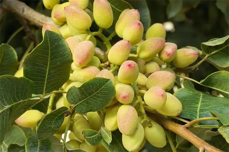 Świeża obieraczka pistacjowa farma 50-60kg/czas maszyna pistacjowa