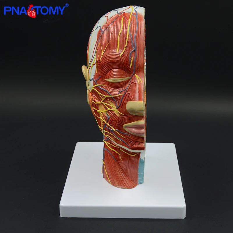 Testa umana con muscolo e nervoso vaso sanguigno anatomia del cervello cavità orale gola modello anatomico cranio viso muscolo a grandezza naturale