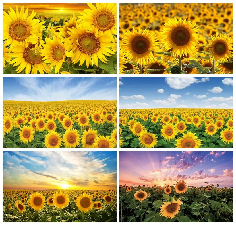 Laeacco Sunflowers Sunset Scenic Nature Light Bokeh Room Decro Photography Backgrounds Photographic Backdrops For Photo Studio