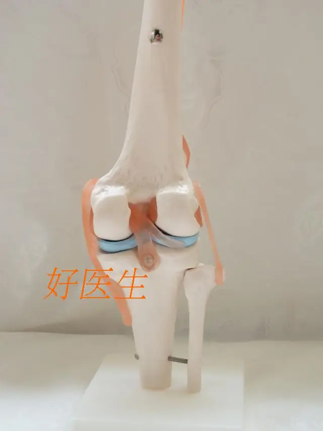 Natural size big model Knee model human skeleton model with ligaments joint model free shipping