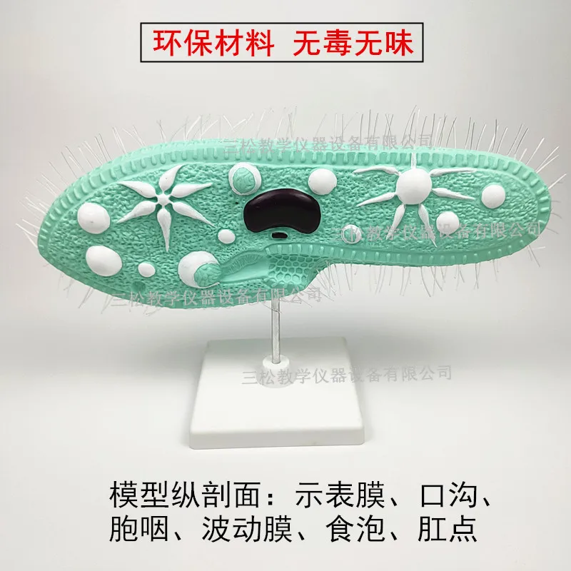 PVC Paramecium Model with Cilia Teaching Resources  Classroom Supplies