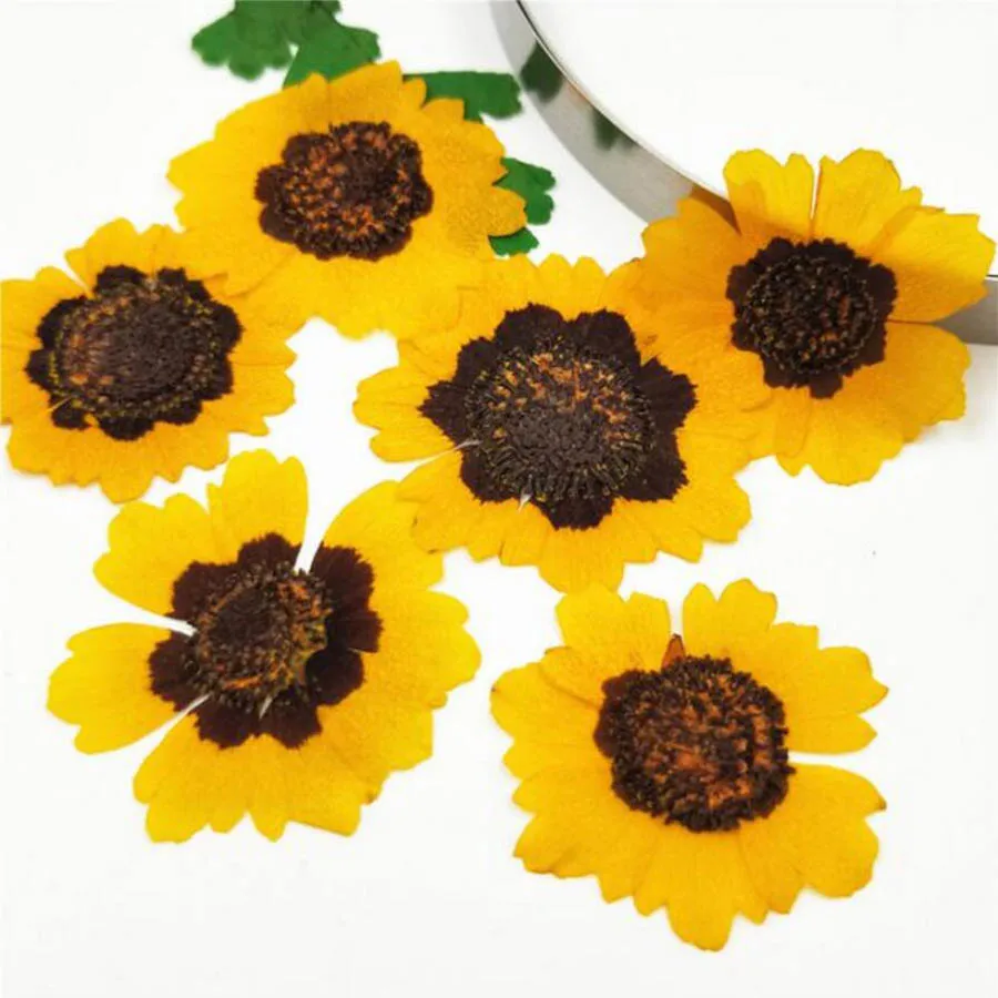 60pcs Dried Pressed Coreopsis Tinctoria Flower Plant Herbarium For Jewelry Postcard Invitation Card Phone Case Bookmark DIY