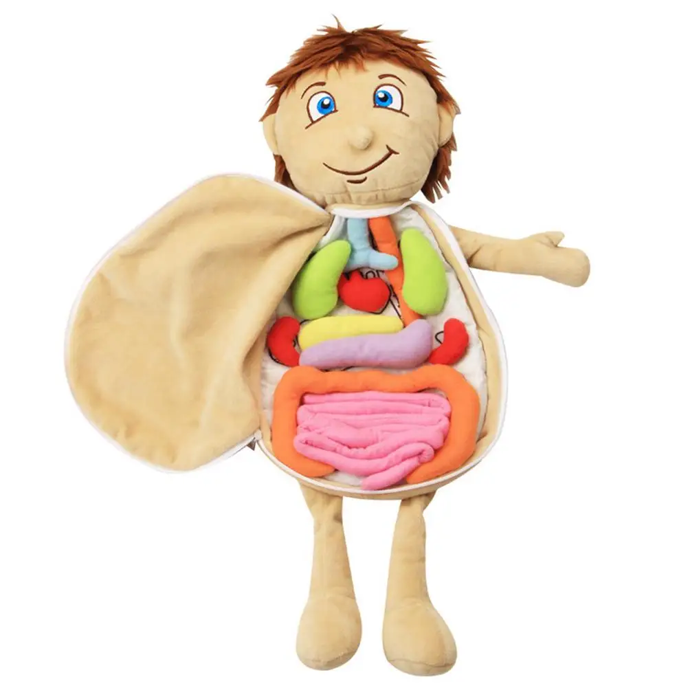 Human Body Model Anatomy Doll Soft Doll Toy Model Anatomy Anatomical Internal Organs Doll Educational Soft Toy