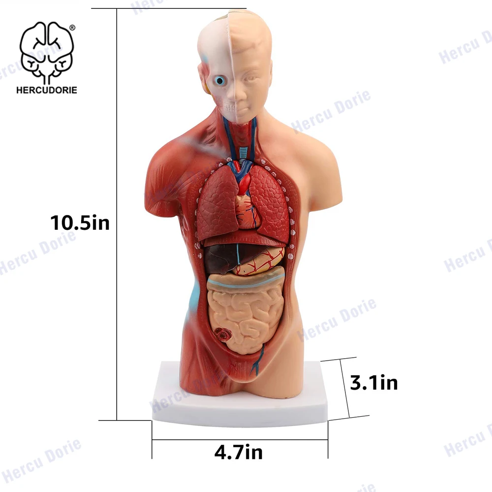 Modelo de cuerpo humano, muñeca de Anatomía de Torso, 15 Partes extraíbles, esqueleto, cerebro Visceral con Manual detallado, 10,5 pulgadas de altura